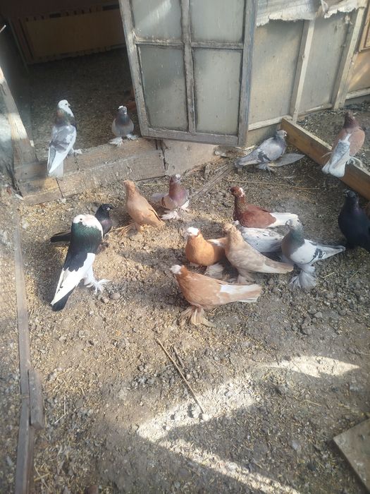 Продам голубем разных