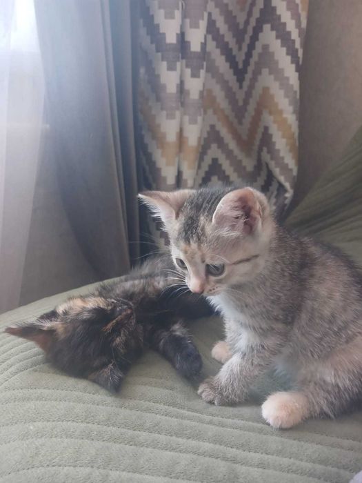 Отдам котят, кошку