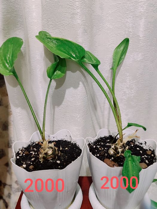 Продам комнатные растения