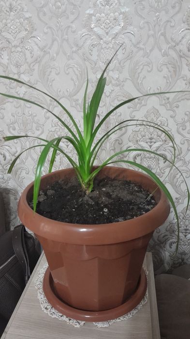 Продам цветок хлорофитум