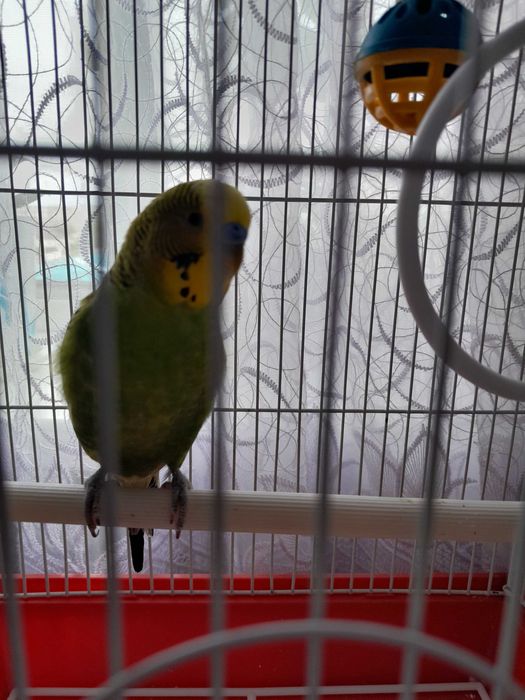 Продам попугаи волнистого.