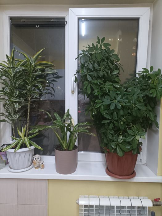 Шефлера, 110 см. Пушистая, в форме сердечка