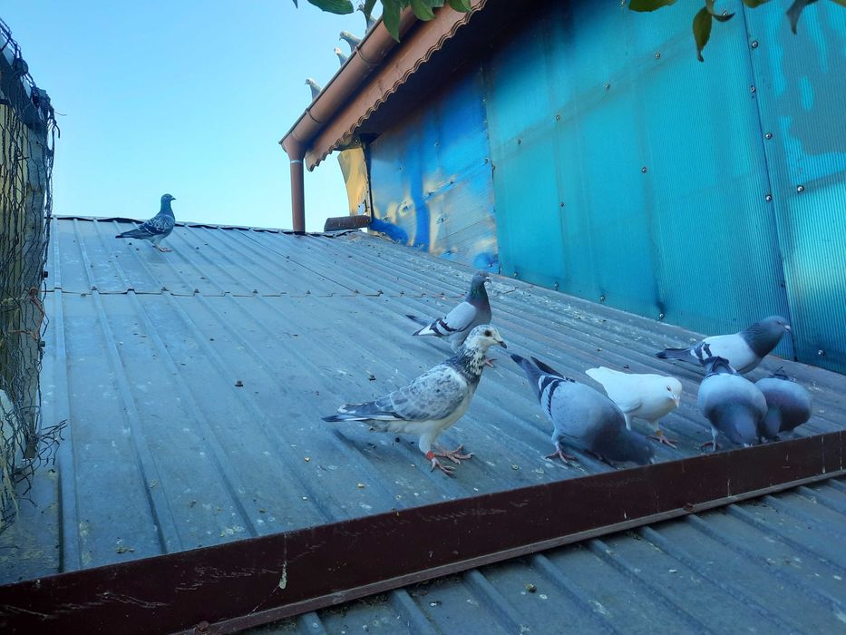 Porumbei Voiajori Originali  Culori  diferite  2020  -  2025 si   pui