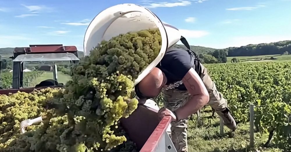 Struguri de vin toate soiurile nobile