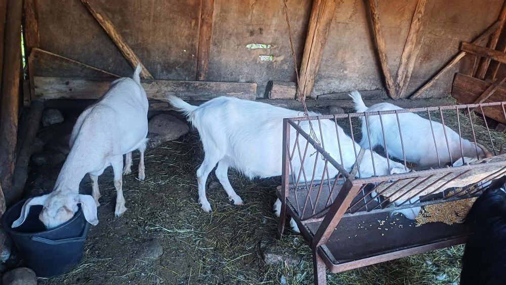 Продават се 4 кози и 1 пръч