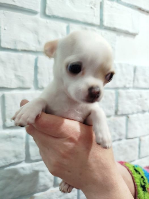 Чихуахуа девочка