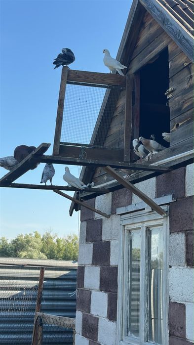 Голуби породы Бакинец.