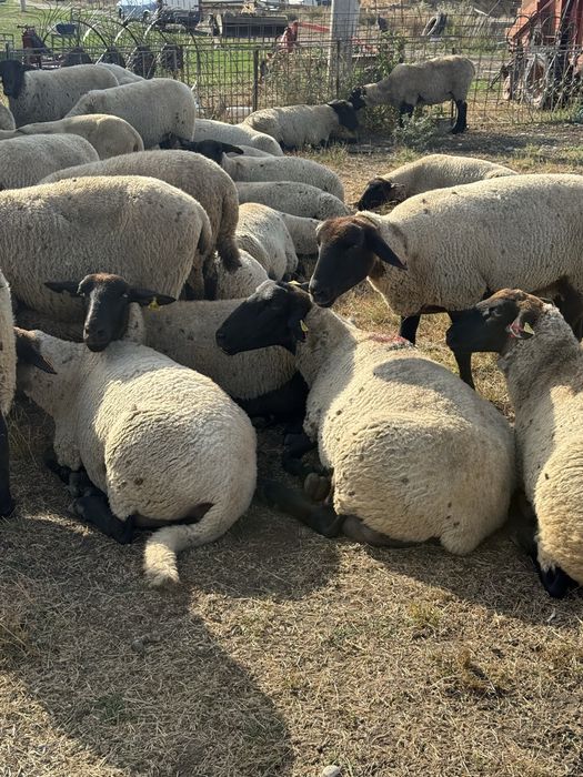 Oi montate rasa Suffolk cu vârsta de peste 7 ani ,cu greutate cuprinsa intre 60-80 kg in funcție de exemplar.