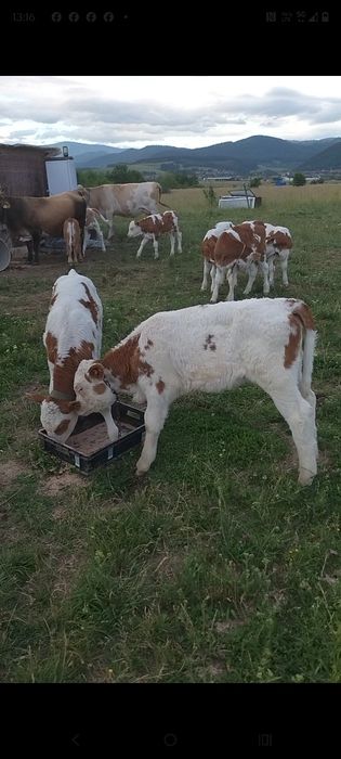 Vând vitei înțărcați