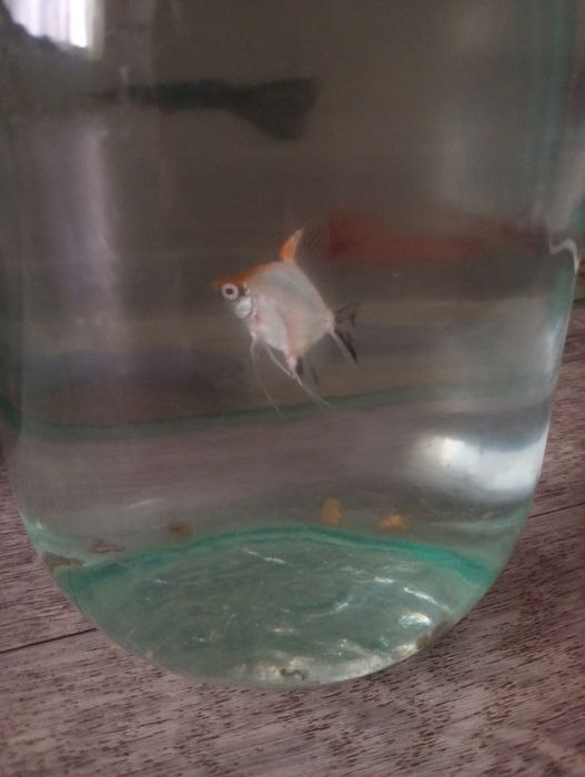 Продам скалярии кои