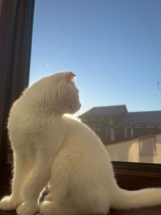 Scootish fold mushugi