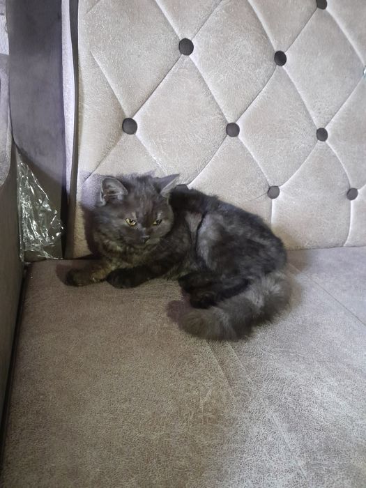 Мушук-киз бола 5 ойлик