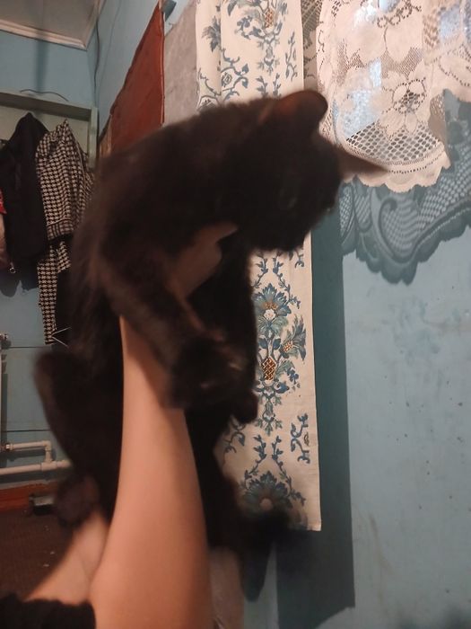 Отдаём котов и двух котят