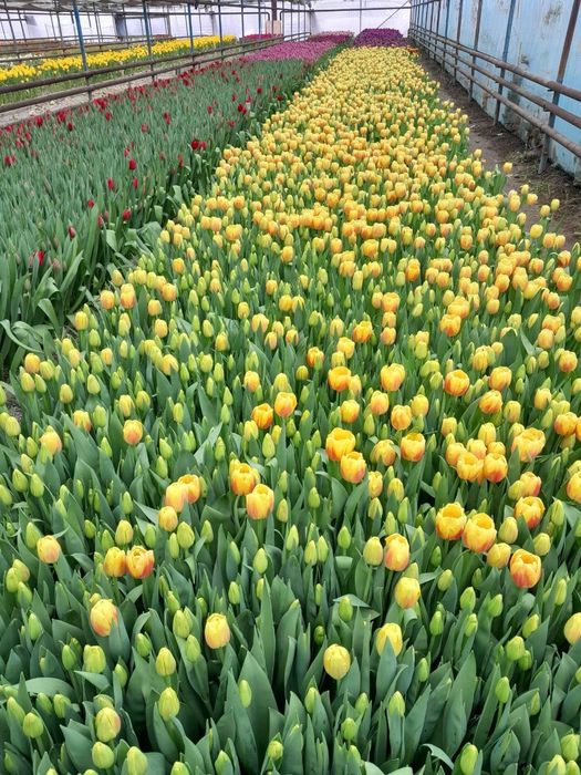 Тюльпаны оптом | Сезон 2026