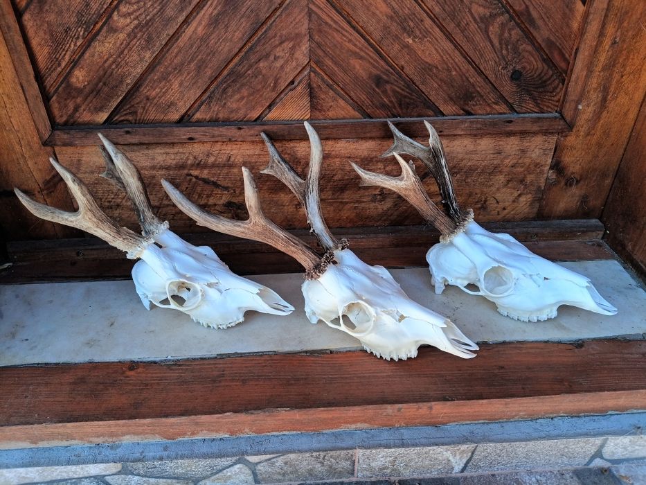 Трофеи от сръндаци.Рога.3бр