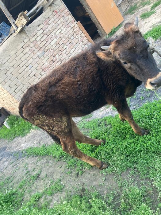 Продам тёлку 9 месяцев