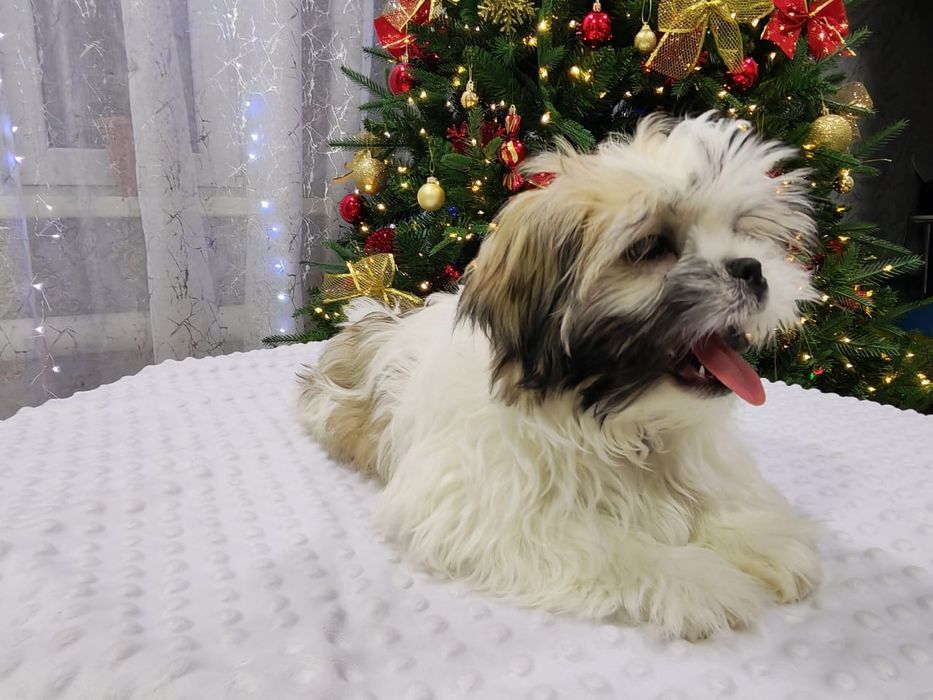 Продам щенка ши тцу.