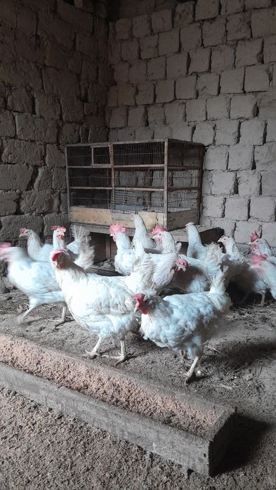 Несушка тауықтар сатылады