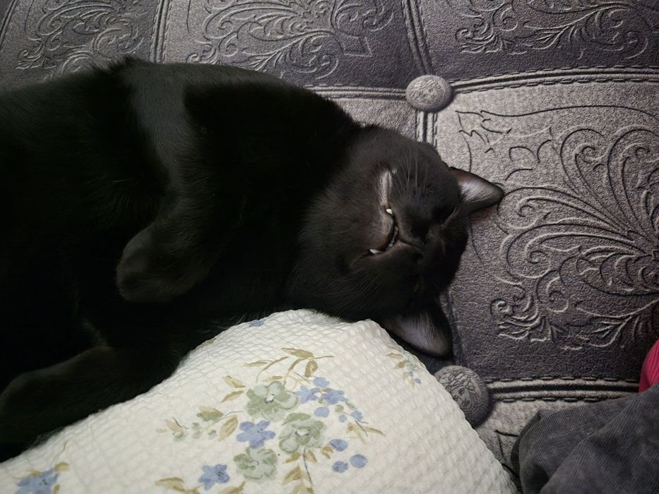 Кот, 8 мес, кастрированый