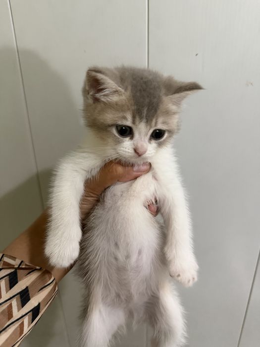 Scottish Fold zotli mushukcha sotiladi – mehribon va o‘ynoqi
