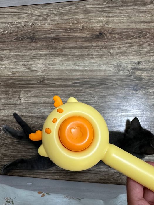 кошка  скотиш страйт