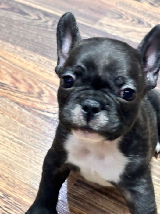 Продам щенков!!!