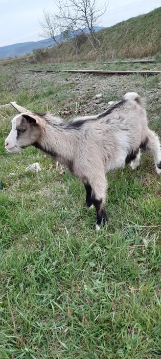 Iedut de rasa din mama buna de lapte