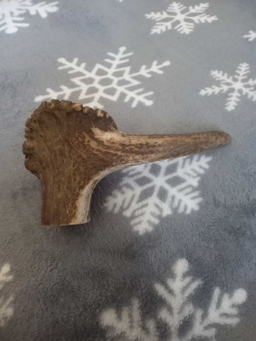 Част от еленско рогче