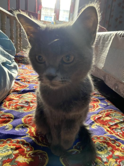 Skottish strait mushuk sotiladi