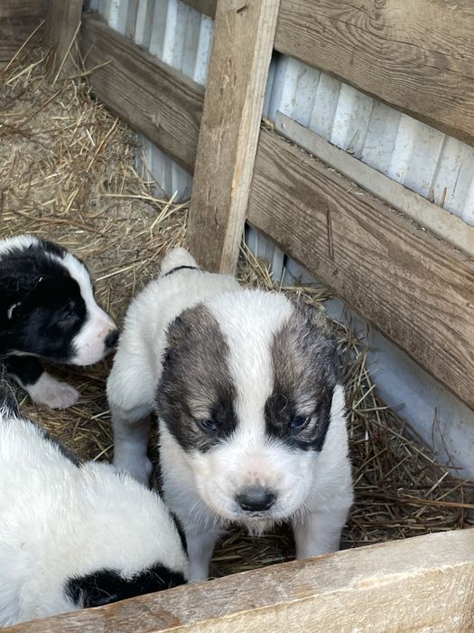 продам щенки алабая