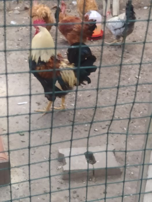 Cocosi și găini tinere