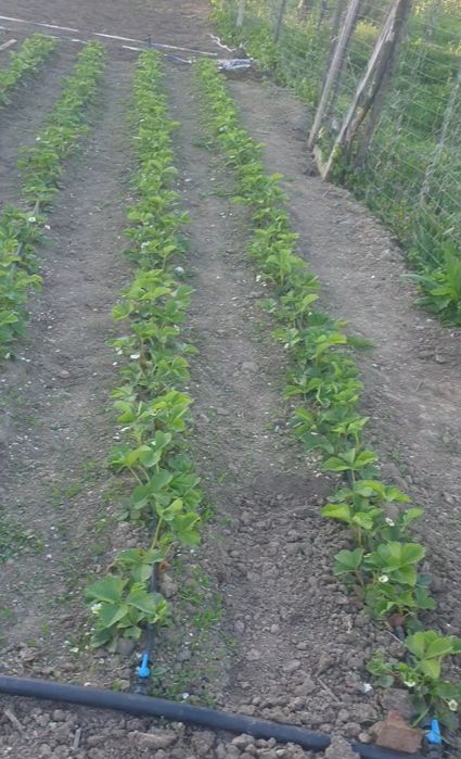 Stoloni/ răsad căpșuni