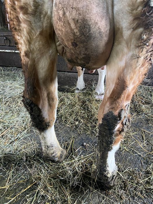 Vand vaca cu lapte, la prima fatare!