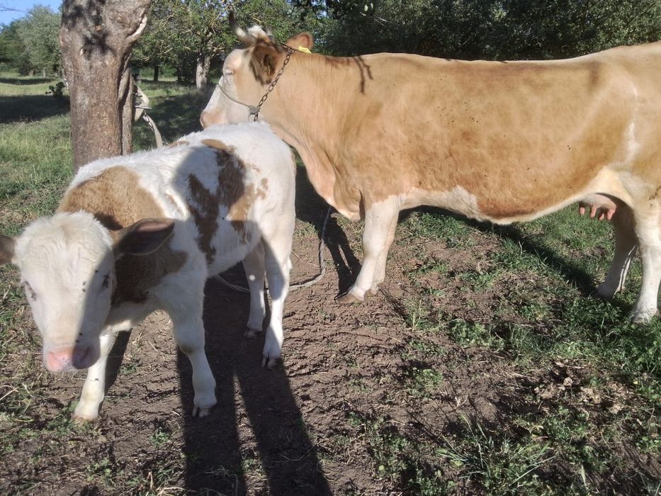 Vaca cu vițel de vânzare!