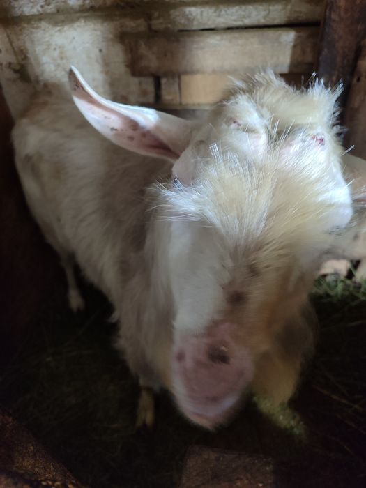 козлы 1 год 3 года