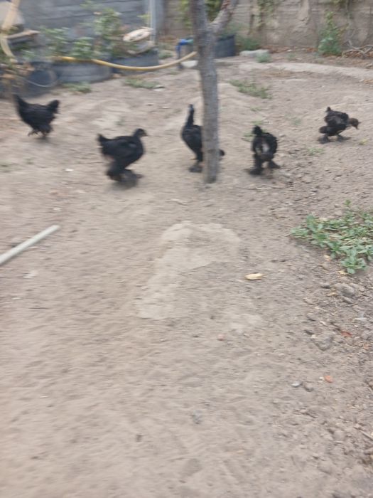 Балапандар брама