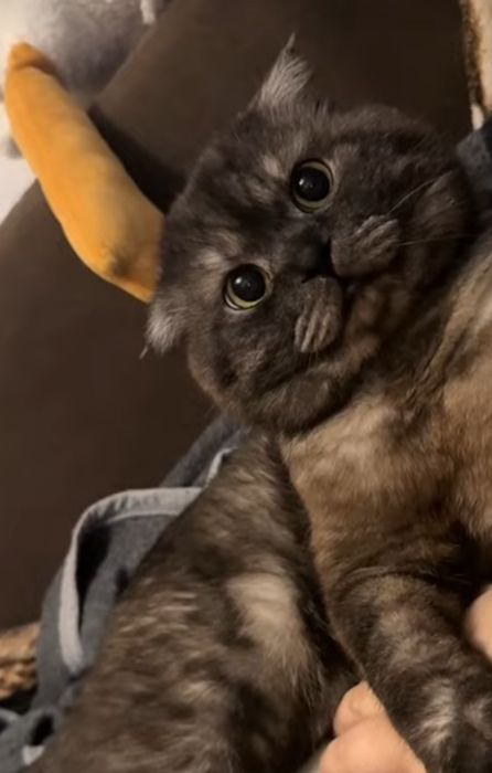 Котята мальчики и девочки, 1.5 мес