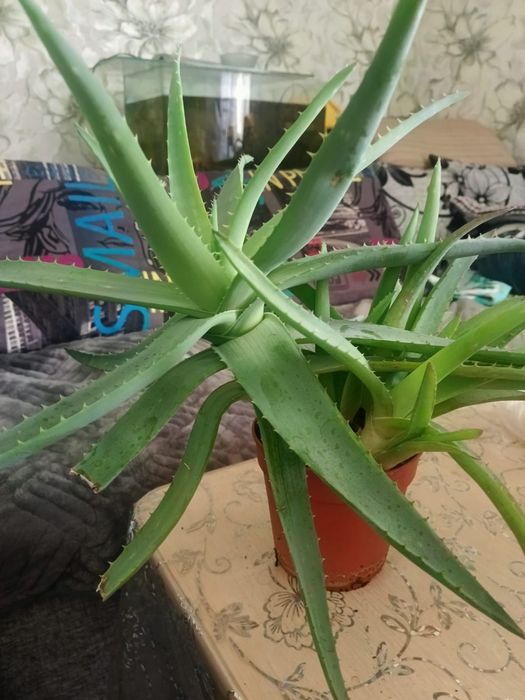 Продам цветы алоэ и сансевиерию