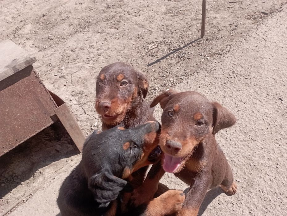 Продам щенков ягдтерьера