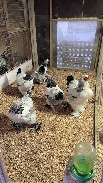 Инкубационные яйца Брама.