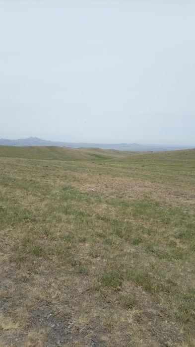 Продается земля для скотоводства