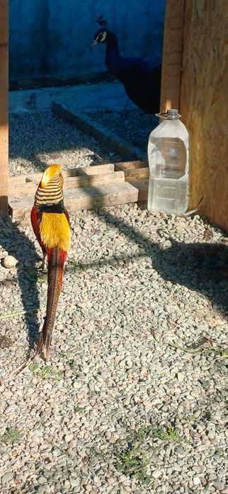 Mascul fazan auriu pe roșu