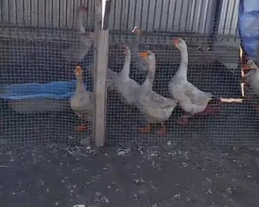 Продам гусиные яйца