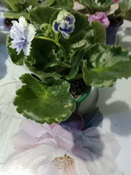 Продам фиалки цветущие