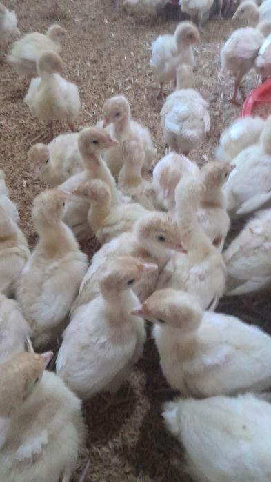 Induk bik 6 juja sotiladi narxi 130000 ming 1 oyligi