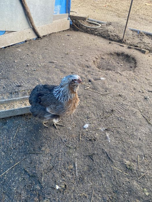 Oua araucana și ameraucana pt incubat