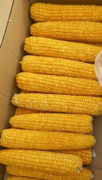 Продам кукурузу!