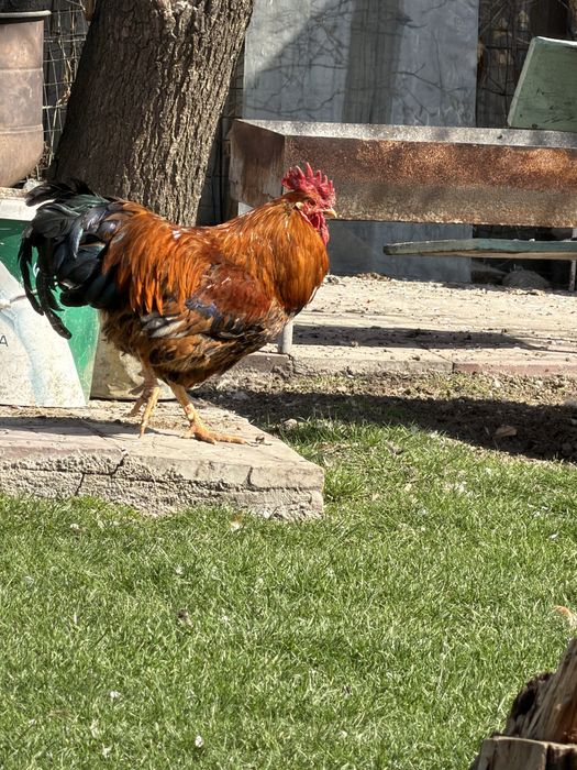 Продам петушков молодые