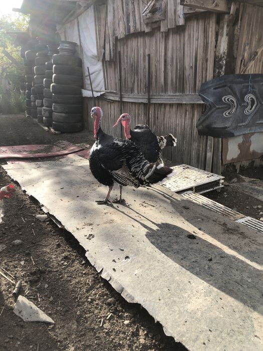 Vand curcani de tara