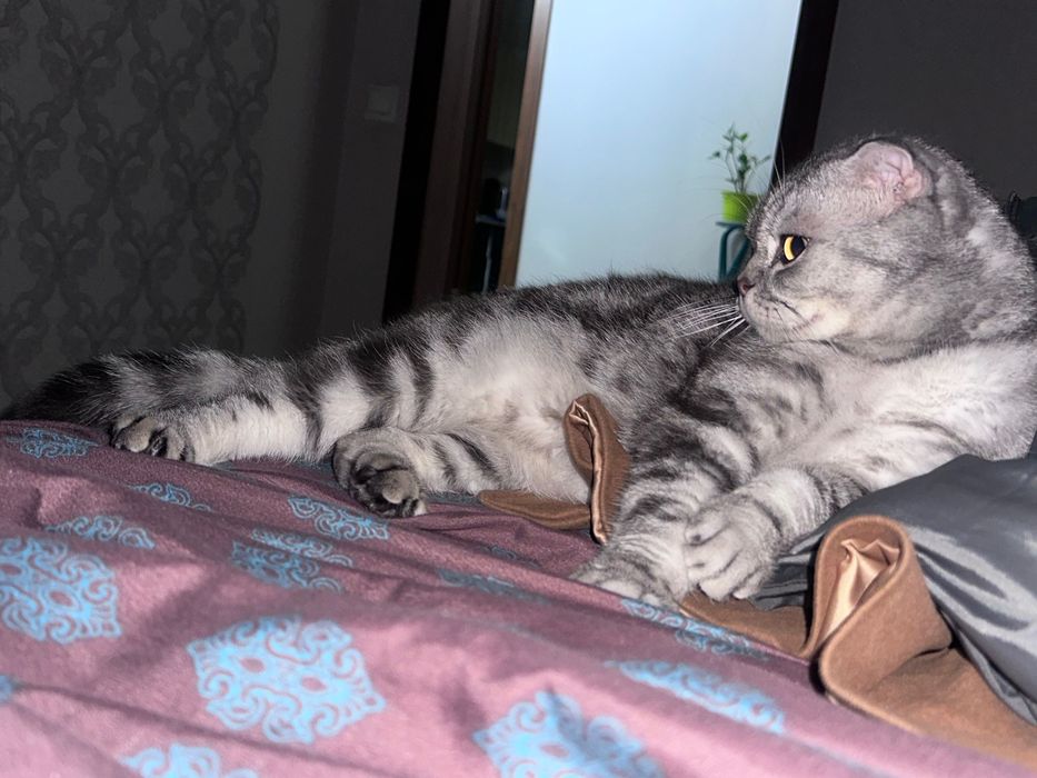 Вислоухий шотландец (Скоттиш-фолд)